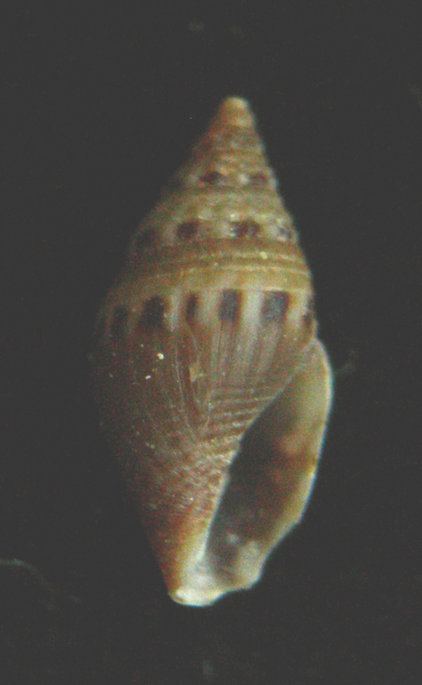 Mitromorpha karpanthoensis